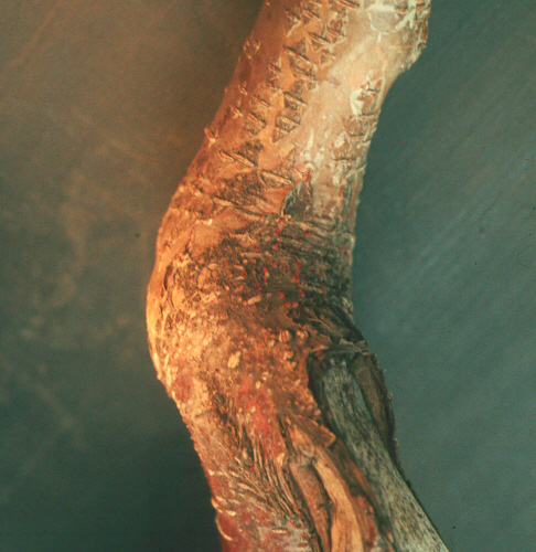 Reyniáta, gróstrimlar.jpg